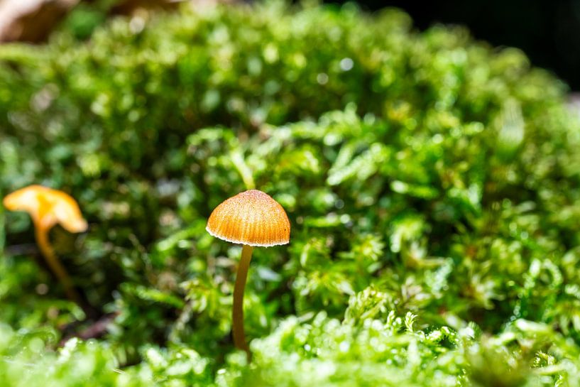 Oude paddenstoelen in het bos van Andreas Völkel