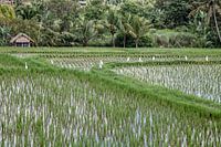 Rice fields Ubud - Bali - Indonesia