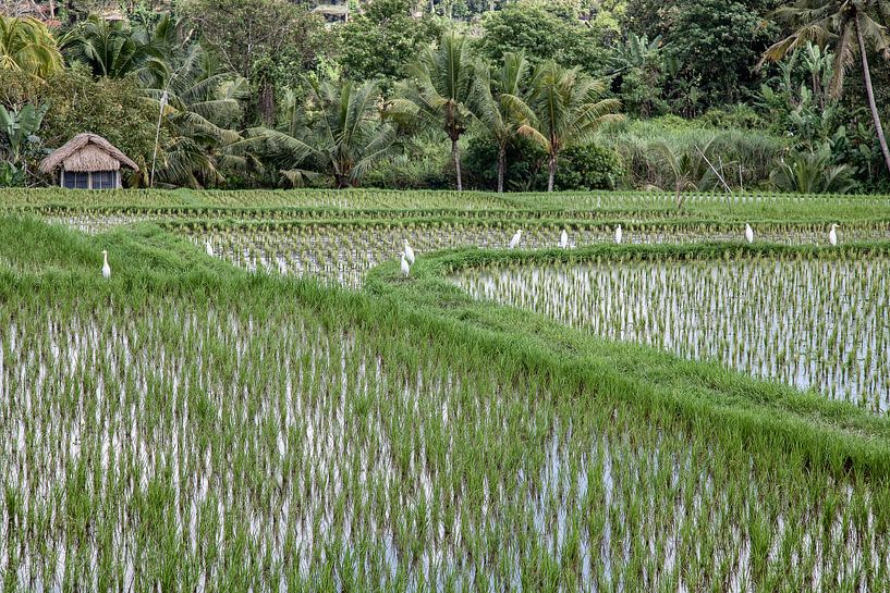 Rice fields Ubud - Bali - Indonesia by Dries van Assen