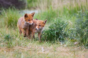 red fox cubs