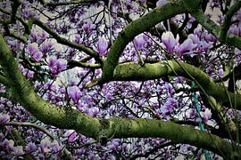 Pink magnolia by Heidi Pype