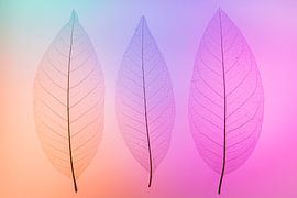 Skeletbladeren oranje, roze, paars von Karin Tebes