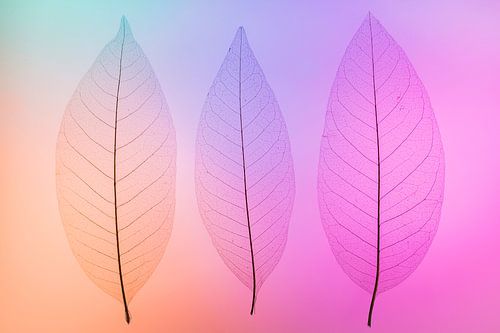 Skeletbladeren oranje, roze, paars