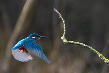 Kingfisher, flies back to branch by Johannes Jongsma