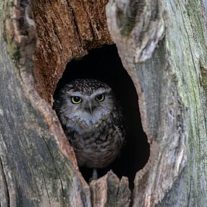 Eule in einem hohlen Baum.