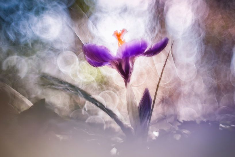 Crocus magique par Bob Daalder