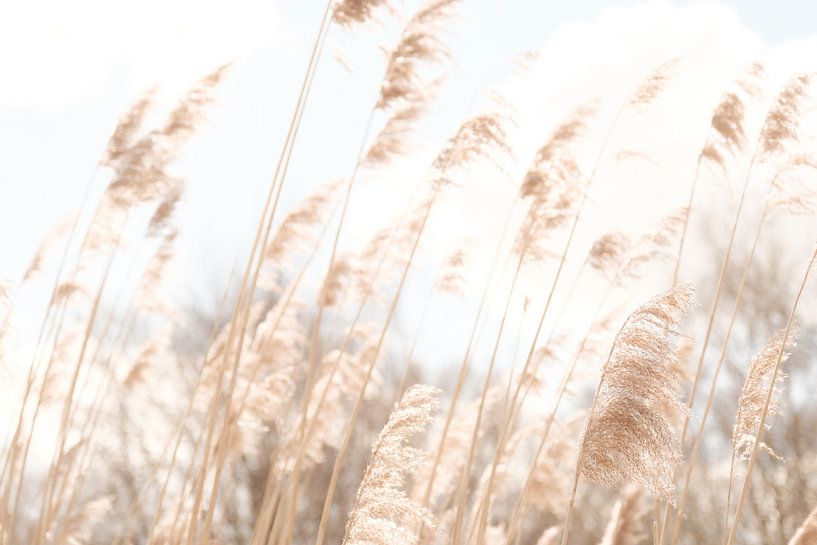 Wuivend riet van Melissa Peltenburg