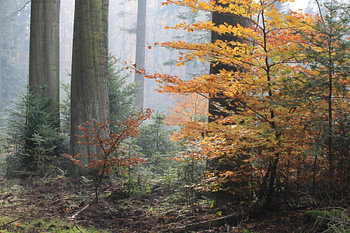Herfstsfeer.