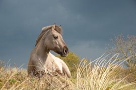 Konik horse, Meijendel, Holland