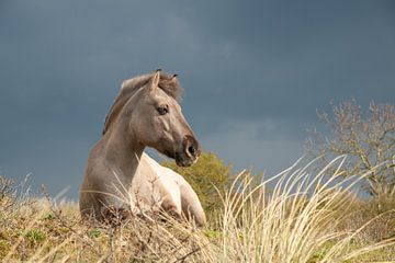 Konik paard, Meijendel, Holland van Jan Fritz