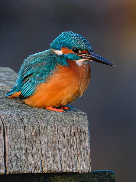 Kingfisher by Edwin Goed