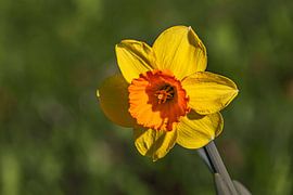 The shining soul of the meadow by Photoart-Naegele