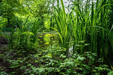 Oever van een meertje in het Bergherbos van Eugene Winthagen