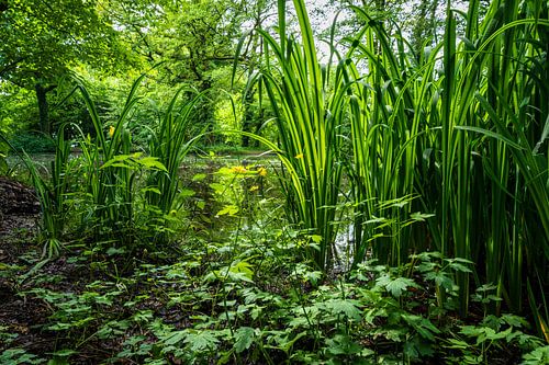 Oever van een meertje in het Bergherbos