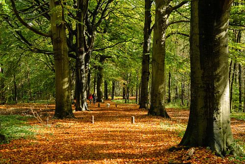 Spanderslaan. Beech avenue in the Spanderswoud near Hilversum