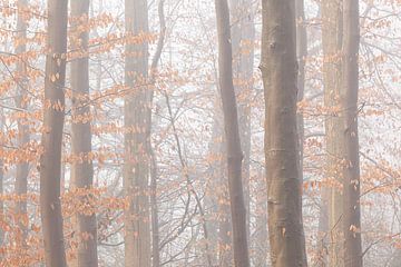 Bomen in mist van Thijs Friederich