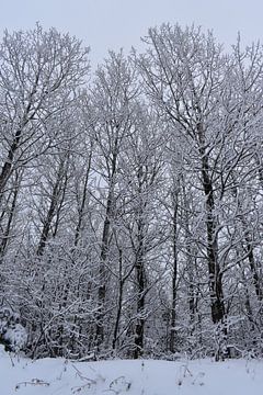 Des arbres givrés après la tempête sur Claude Laprise