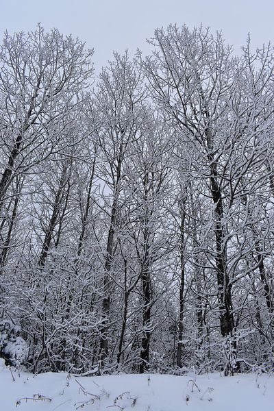 Frosted trees after storm by Claude Laprise
