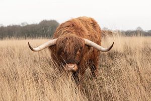 Hallo... Schottischer Highlander-Bulle ist neugierig