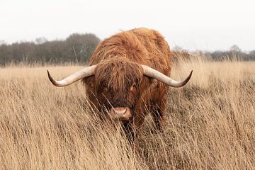 Hee hallo... Schotse hooglander stier is nieuwsgierig van KB Design & Photography (Karen Brouwer)