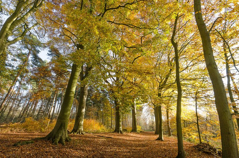 Annadreef Westerlo by Pieter van der Zweep