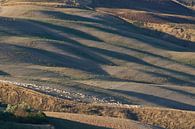 Schapen in de Toscaanse heuvels. von Rens Kromhout Miniaturansicht