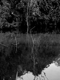 Vondelpark reflections by Marianna Pobedimova