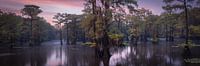 Sonnenuntergang im Sumpfwald von Edwin Mooijaart Miniaturansicht