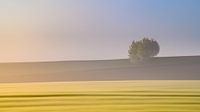 Gouden ochtendlicht in minimalistisch landschap
