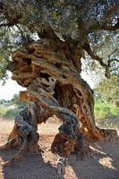Eeuwenoude olijfboom in de Alentejo, Portugal