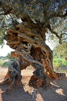 Ancient olive tree in the Alentejo, Portugal