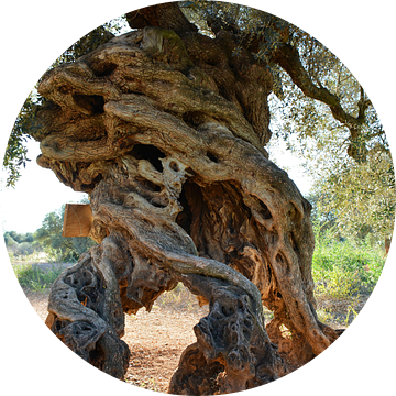 Eeuwenoude olijfboom in de Alentejo, Portugal