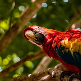 Peek-A-Boo! by Ruben Swart