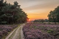Westerheide