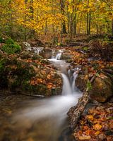 Herfstcompositie