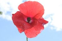 Poppy