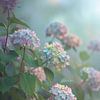 Dromerige hortensia's - Dromerige hortensia's van Christina Bauer Photos