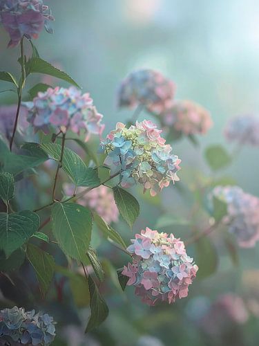 Dromerige hortensia's - Dromerige hortensia's