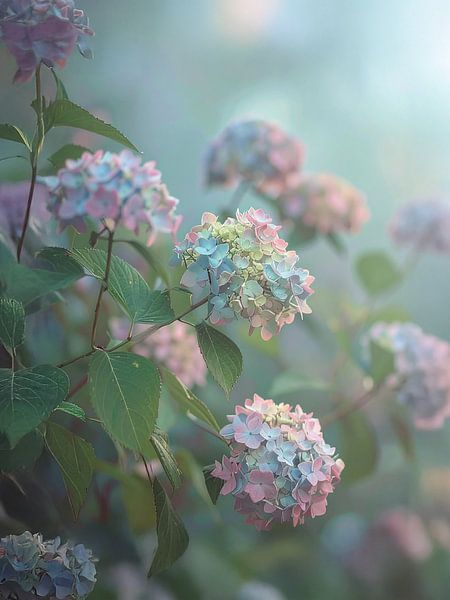 Dreamy hydrangeas - Dromerige hortensia&#039;s by Christina Bauer Photos