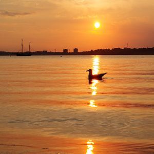 Seabird in the evening light