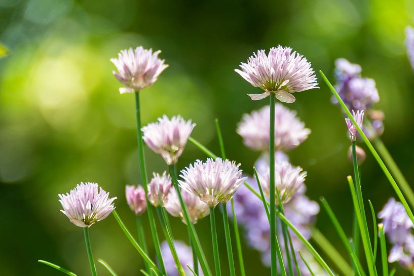 Schnittlauchblüte von Kirsten Warner