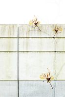 Äste Wand