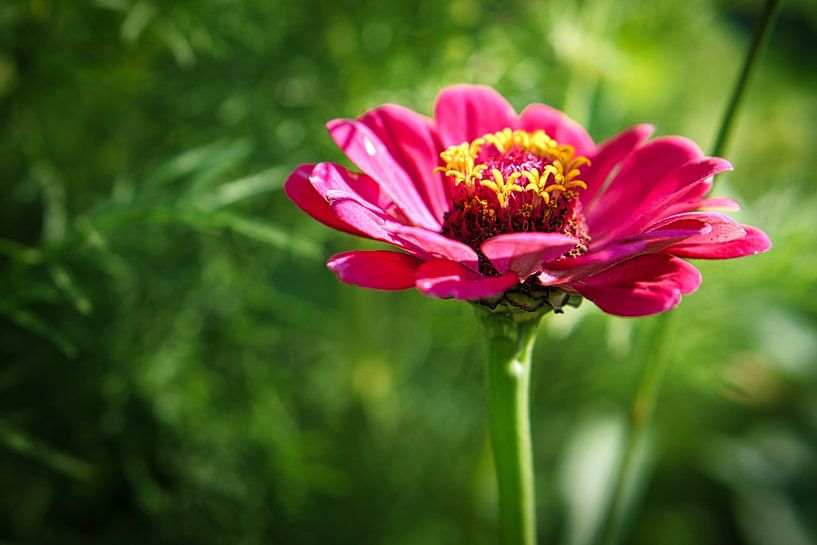 Rote Blume auf einer Blumenwiese mit grünen Vegitation im Hintergrund. von Martin Köbsch