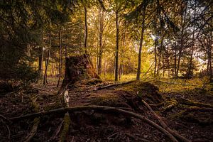 Abendlicht von Severin Frank Fotografie