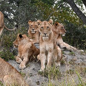 6 Lions by Robert Styppa