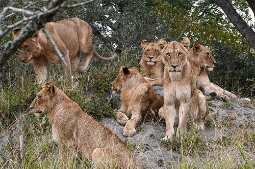 6 Lions by Robert Styppa