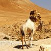 Syrien, Palmyra: Dromedar von WeltReisender Magazin