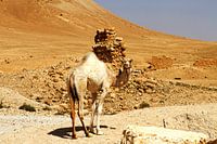Wüstenschiff vor alter Kulisse – Dromedar in Palmyra