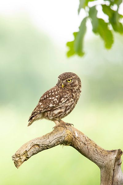 Kleine Eule, Athene noctua. von Gert Hilbink