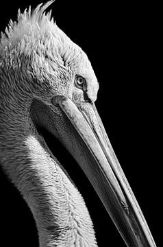 De pelikaan! van Richard Guijt Photography